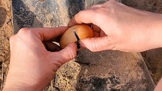 Whats Inside An Egg That Didnt Hatch  Checking Unhatched Chicken Eggs  Life on the Homestead [upl. by Annadroj]