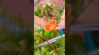 Portulaca flower 🌼🌸 portulacaflower portulaca shortsviral floweringplant shorts ghashful [upl. by O'Grady]