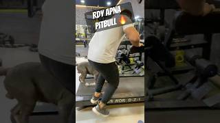 Pitbull 🔥🤬treadmill practice 👌🏼✅ pitbulldog doglover breed dog video shorts yt [upl. by Isma763]