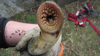 Parasites in the Shallows  Sea Lamprey Monitoring [upl. by Litch219]