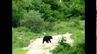 Maine Black Bear at Katahdin Woods amp Waters National Monument [upl. by Mareah531]