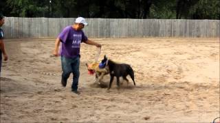 Training Greyhounds to Race [upl. by Nepean]