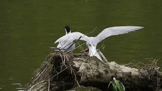 Flussseeschwalben sterna hirundo balzen an der Rott [upl. by Aitrop]