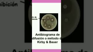 ¿Como hacer un Antibiograma [upl. by Yrocaj]