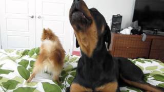 Rottweiler and Pomeranian Funny Howling [upl. by Donelu172]