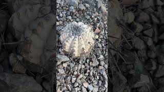 Copiapoa cinerea en habitat Norte de Chile 🇨🇱 [upl. by Solorac]