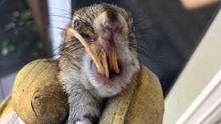 Rancher Takes Home Squirrel With Curly Overgrown Teeth To Save His Life [upl. by Gnoud]