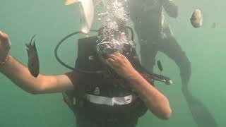 Tarkarli beach scuba diving individual 2 [upl. by Sukramaj]