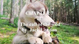 Chapter 7 of The call of the wild by Jack London audio audiobook [upl. by Aicul983]