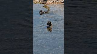 🎞  🦆ministre Colvert 🦆 [upl. by Raffaello308]