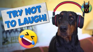 Funniest Moments of Life with a Doberman—Video Compilation [upl. by Carlynne136]