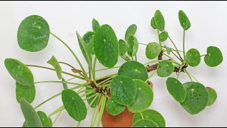 Pilea peperomioides [upl. by Spevek822]