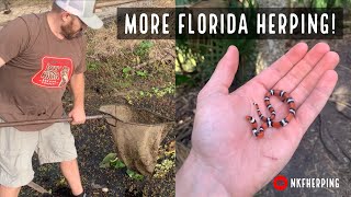 Dipnetting for Amphibians and Hiking for Snakes Central Florida Herping [upl. by Nehgaem]