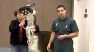 Giving Injections to Alpacas and Llamas [upl. by Oisinoid]