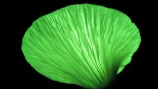 Bioluminescent Mushroom Videos [upl. by Ynnattirb575]