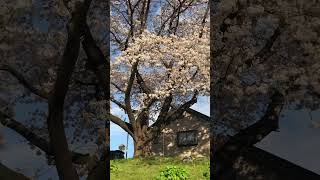 Old trees cherry blossom in the river side [upl. by Dlorej]