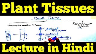 Plant Tissue in Hindi [upl. by Ariuqahs]