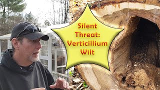 Understanding Verticillium Wilt  A Threat to Your Plants [upl. by Schnorr519]