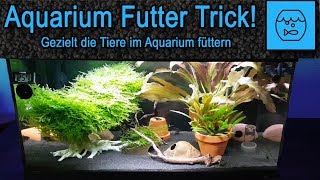 Aquarium Futter Trick  Lebendfutter selber züchten und füttern  JBL Artemio Set  Artemia züchten [upl. by Ariaz]