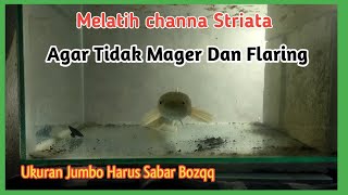 Melatih channa striata agar tidak mageran [upl. by Neitsirhc]