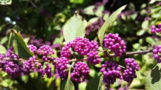 Callicarpa dichotoma  Early Amethyst  Purple Beautyberry HD Video 01 [upl. by Smitty]