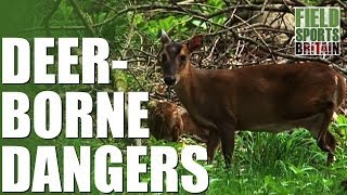 Fieldsports Britain  Stalking Muntjac  deerborne dangers [upl. by Auqeenahs43]