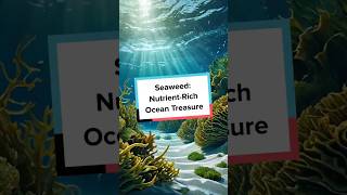 Seaweed NutrientRich Ocean Treasure [upl. by Lehcir232]