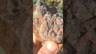 Magnet Cove Arkansas Brookite  Covered Smoky Quartz Crystal Cluster [upl. by Sheets]