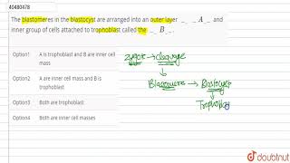 The blastomeres in the blastocyst are arranged into an outer layer A and inner group [upl. by Bush165]