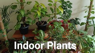 Indoor Plants vlogs [upl. by Ainimreh]