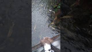 Plenty of fish 🐟 shihtzu dogslife salmonrun [upl. by Song]