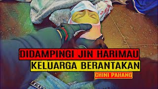 DIDAMPINGI JIN HARIMAU KELUARGA BERANTAKAN CHINI PAHANG [upl. by Joub]