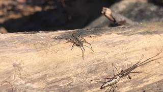 Spiders Sunbathing Wolf Spiders and Longjawed Orbweaver 1212018 [upl. by Jerrine]