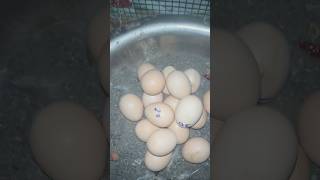 Adai kolzi 🪺 🥚 😍👀🐓🥚🌀❤️ ❣️ birds kozhi saranfarm chicks salem rabbits rabbit egg [upl. by Salina]