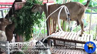 Iloilo Living Farm DIY Milking Machine Trial Run [upl. by Tekla893]