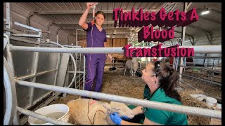 Tinkles the sheep gets a blood transfusion [upl. by Nivan581]