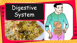 Science  How human digestive system works  English [upl. by Quintus]