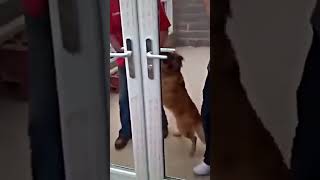 dog cant open door [upl. by Aileno]