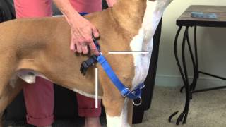 How to Fit and Use the PetSafe® Easy Walk® Harness [upl. by Odelia]