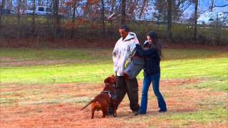 Pitbull Guarding woman at Atm quotworld FAMOUS PHOTO brought to lifequot DDK9 [upl. by Emarej103]