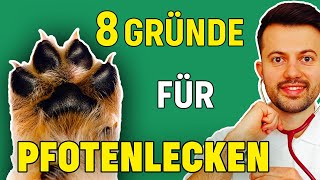 Warum leckt sich mein Hund immer die Pfoten Tierarzt klärt auf [upl. by Binnings]