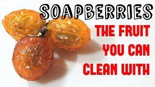 Soapberries The fruit you can clean with  Weird Fruit Explorer Ep 270 [upl. by Nennarb]