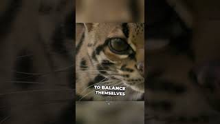 Margay Cat margay margaycat animals facts shorts leopardcat wildcats [upl. by Annodahs573]