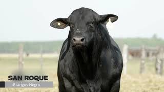 SAN ROQUE  BRANGUS NEGRO  SEMEX  CIAVT [upl. by Ytsirhk]