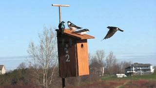 Intraspecific Competition for Tree Swallow Boxes Increases as More Birds Arrive [upl. by Fallon982]