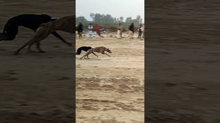 Dog Race flying greyhound Race dog greyhound puppy shortvideo sports indiandog dogracenew [upl. by Arndt]