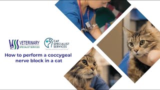 How to perform a coccygeal nerve block in a cat [upl. by Yasmine785]