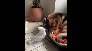 Funny Barking Cockatoo Parrot and German Shepherd 😁😁😁 [upl. by Parnell715]