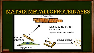 L213 Tertiary or Gelatinase granules in Neutrophils Matrix Metalloproteinases [upl. by Maller]