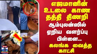 எஜமானின் உடலை காண தட்டி திணறி ஆம்புலன்ஸில் ஏரிய வளர்ப்பு பிள்ளை [upl. by Sidoma]